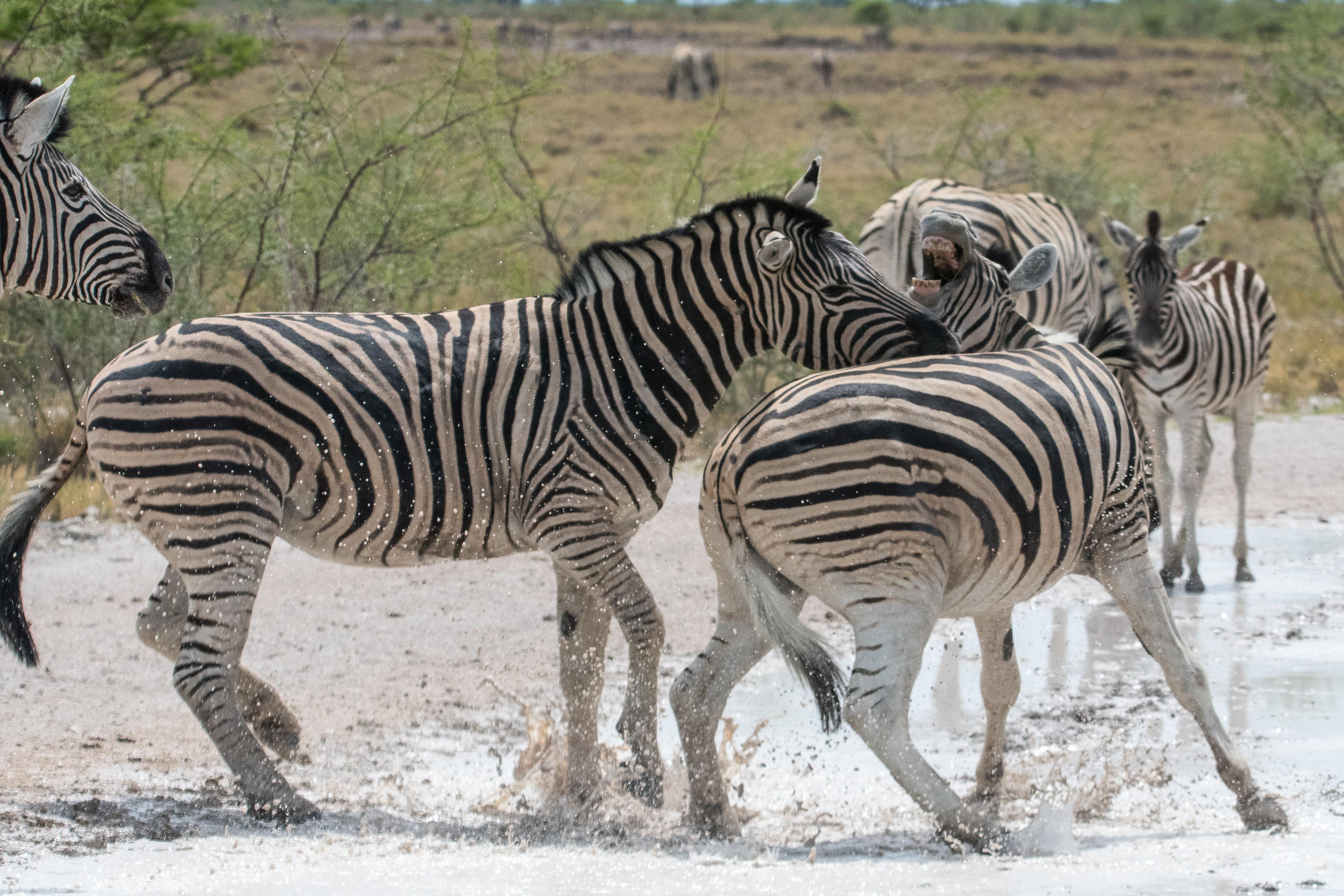 Zèbres des plaines ou de Burchell (Plains zebra, Equus Quagga), querelle entre 2 jeunes étalons, Parc National d'Etosha, Namibie